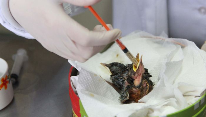 Foto: Denis Ferreira Netto/SEDEST Rede de apoio: atendimento à fauna silvestre aumenta 61,3% em um ano no Paraná